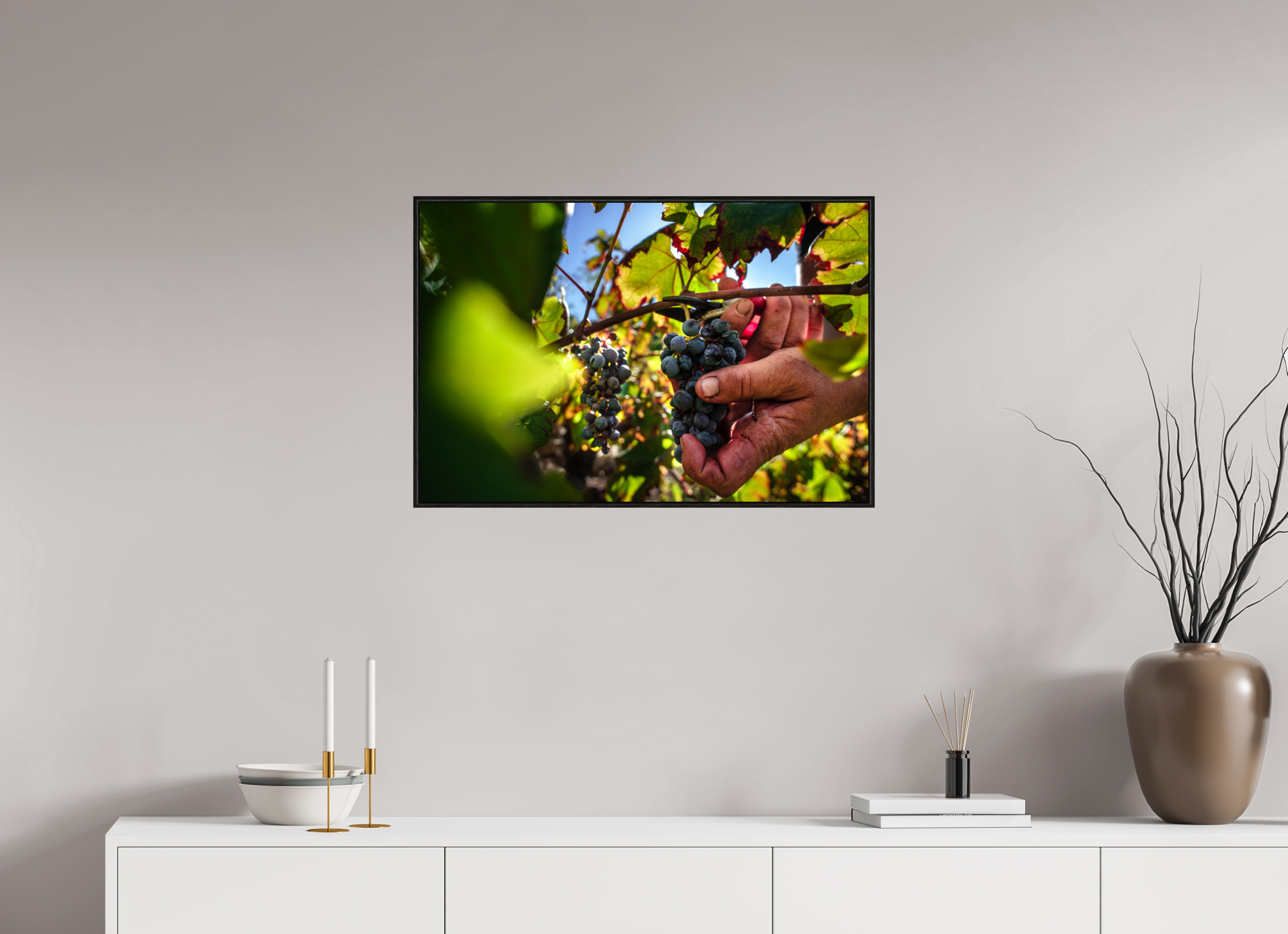 Grape Harvest In Peljesac