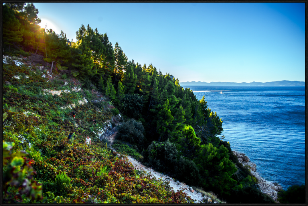 Wine And The Dark Sea