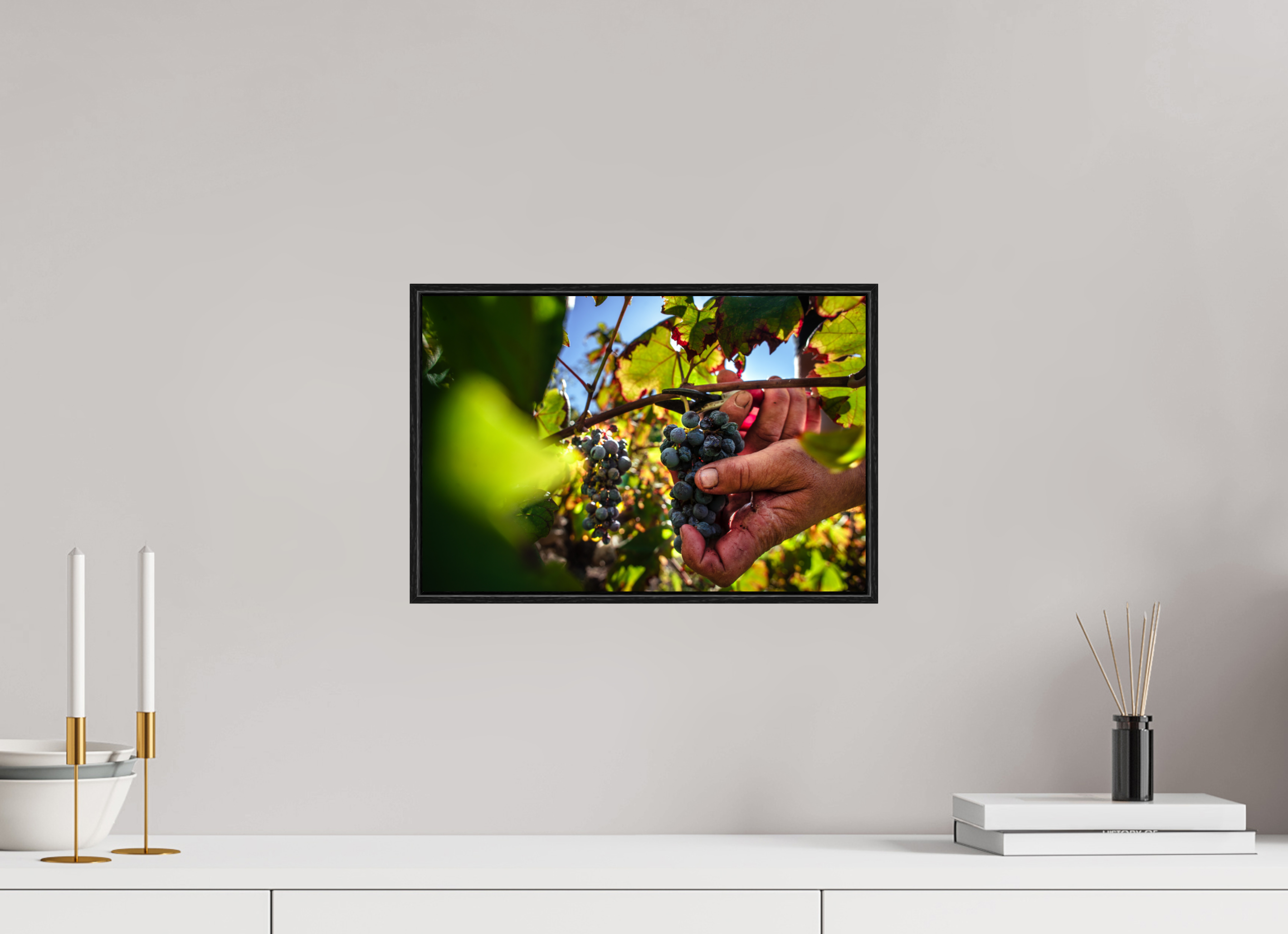 Grape Harvest In Peljesac