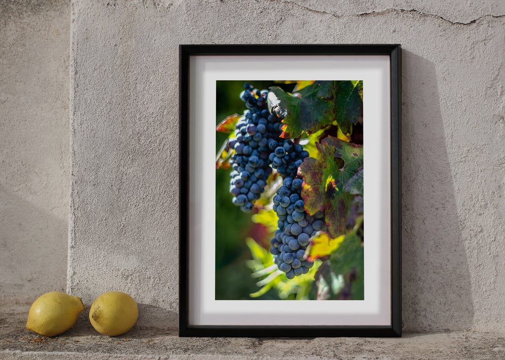 Fruit Of The Vine