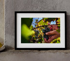 Grape Harvest In Peljesac